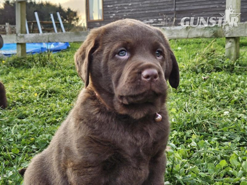 Chesador Puppies. ped. Chesapeake Bay Retriever x ped. Labrador 