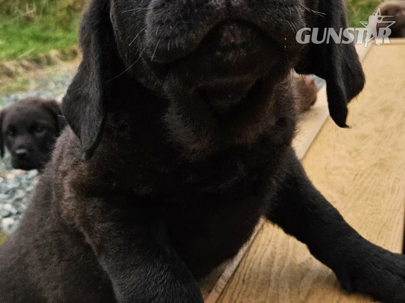 Chesador Puppies. ped. Chesapeake Bay Retriever x ped. Labrador - {CATEGORY} in 
