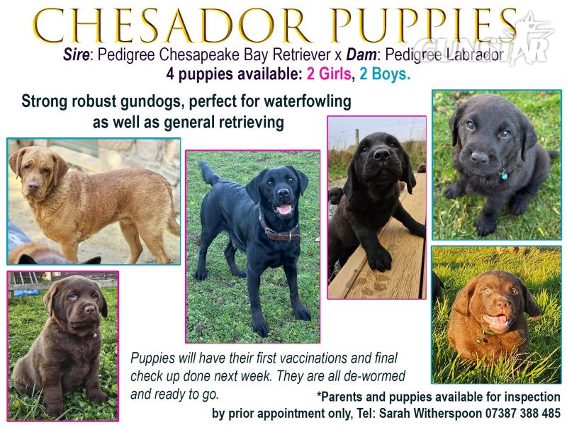 Chesador Puppies. ped. Chesapeake Bay Retriever x ped. Labrador in 