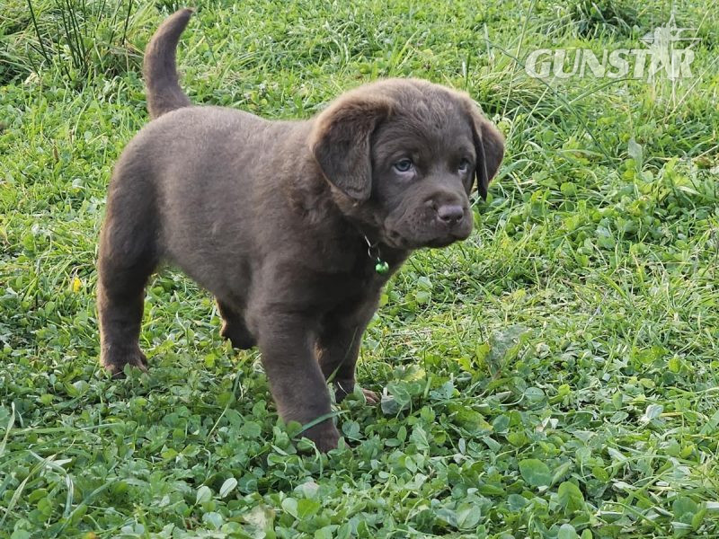 {CATEGORY} - Chesador Puppies. ped. Chesapeake Bay Retriever x ped. Labrador