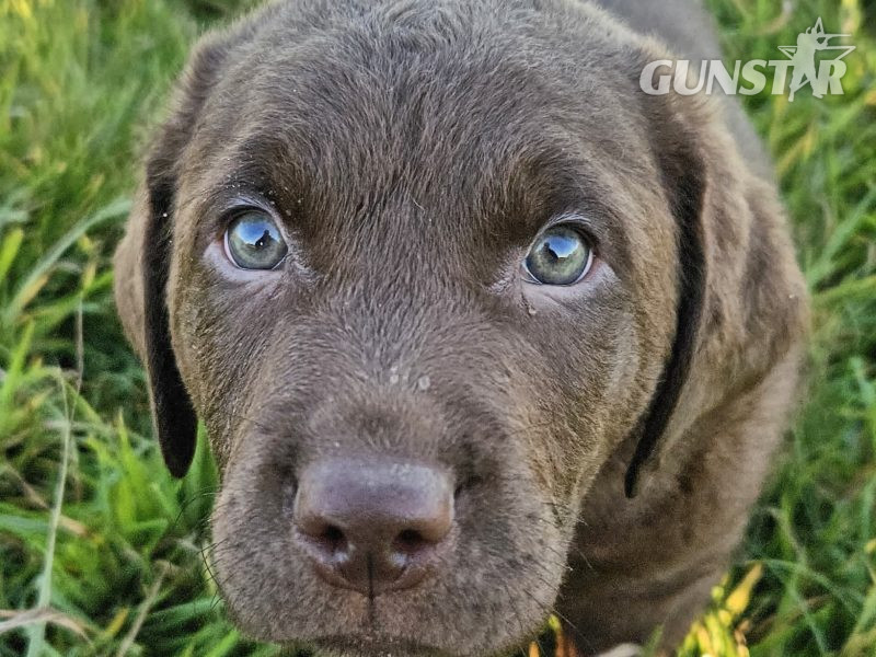  Chesador Puppies. ped. Chesapeake Bay Retriever x ped. Labrador