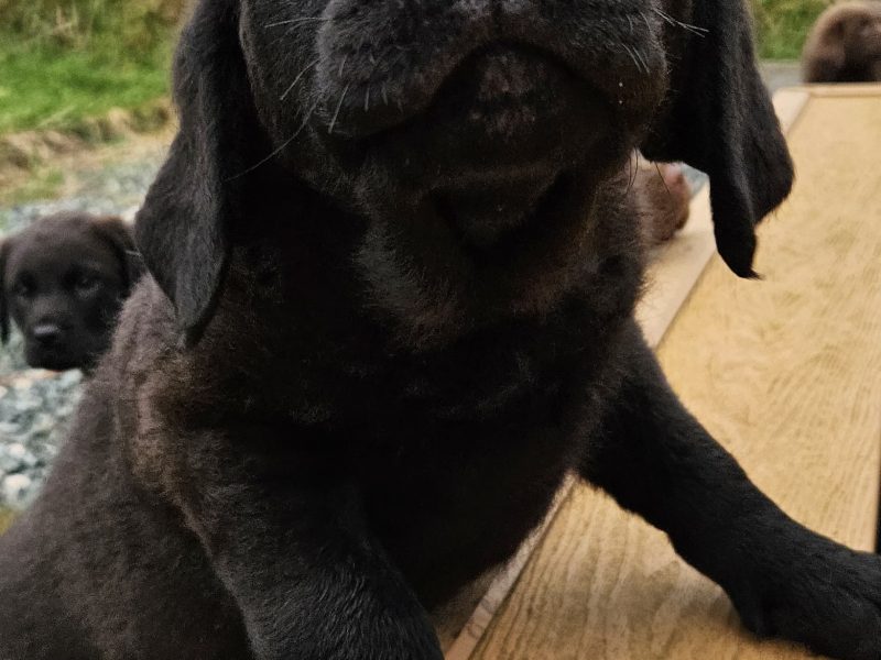 Chesador Puppies. ped. Chesapeake Bay Retriever x ped. Labrador - {CATEGORY} in 