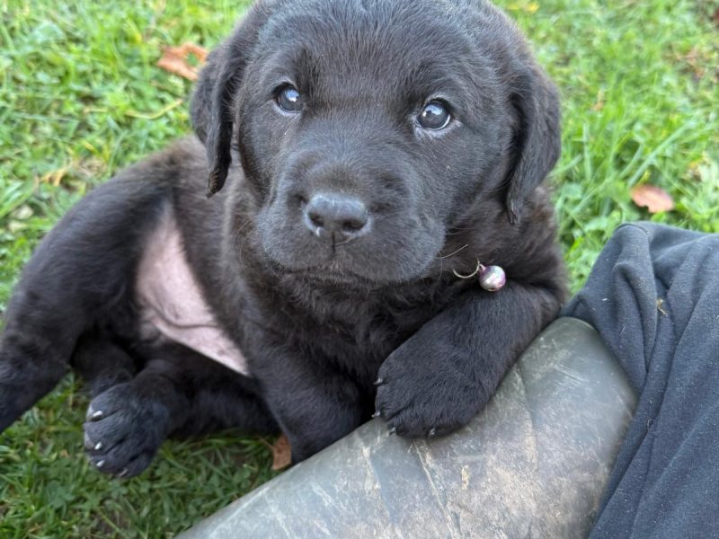 Chesador Puppies. ped. Chesapeake Bay Retriever x ped. Labrador - {CATEGORY}