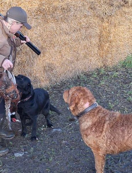 {CATEGORY} - Chesador Puppies. ped. Chesapeake Bay Retriever x ped. Labrador in 