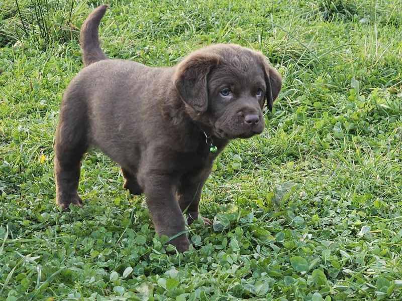 {CATEGORY} - Chesador Puppies. ped. Chesapeake Bay Retriever x ped. Labrador