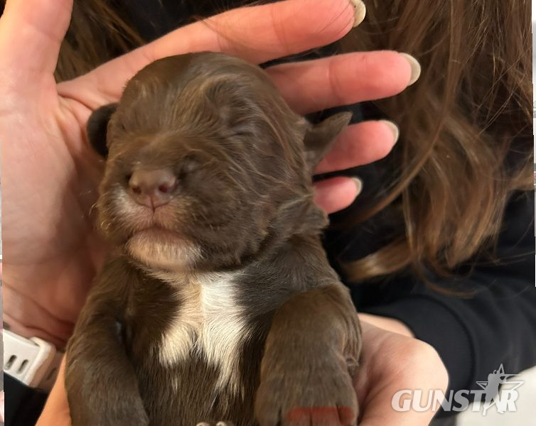 4 chocolate brown working sprocker pups for sale. in 