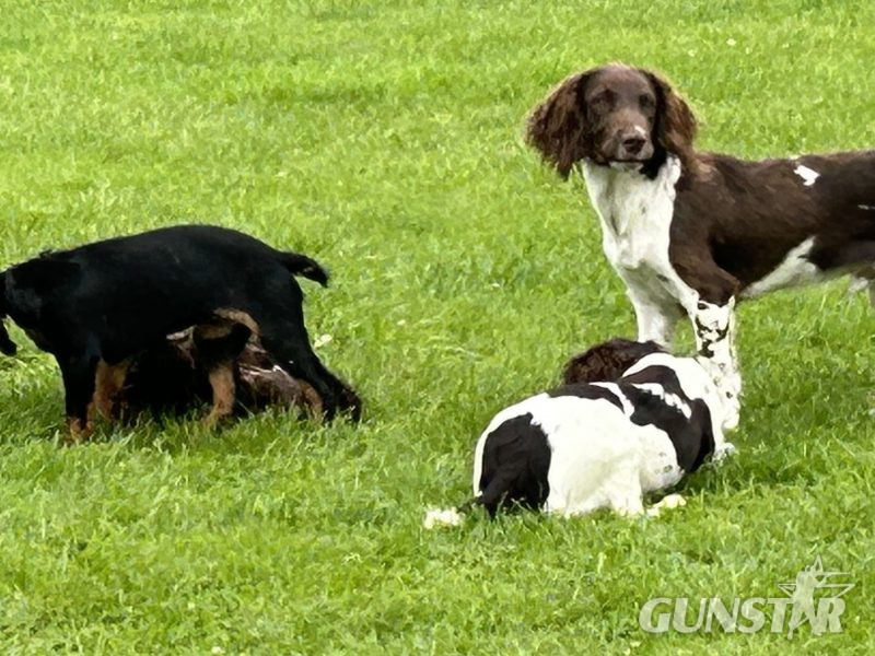 {CATEGORY} - 4 chocolate brown working sprocker pups for sale. in 