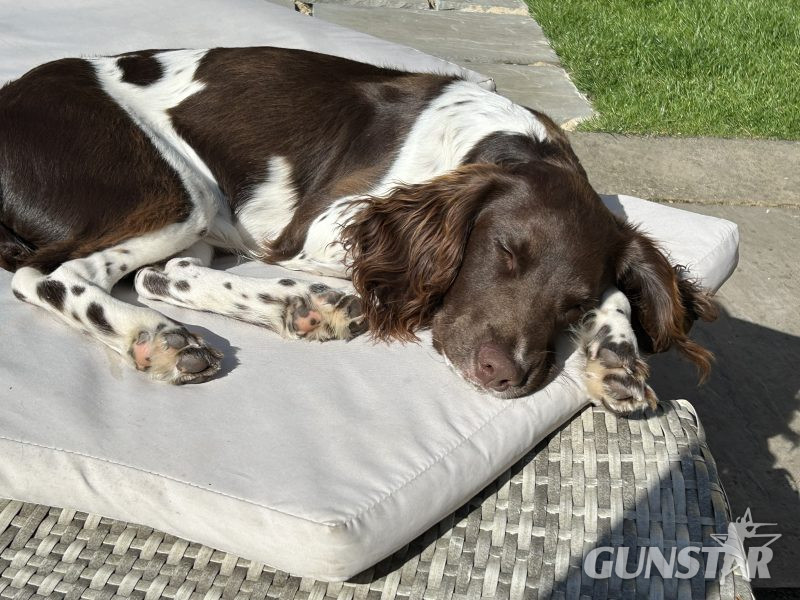 {CATEGORY} - 4 chocolate brown working sprocker pups for sale.