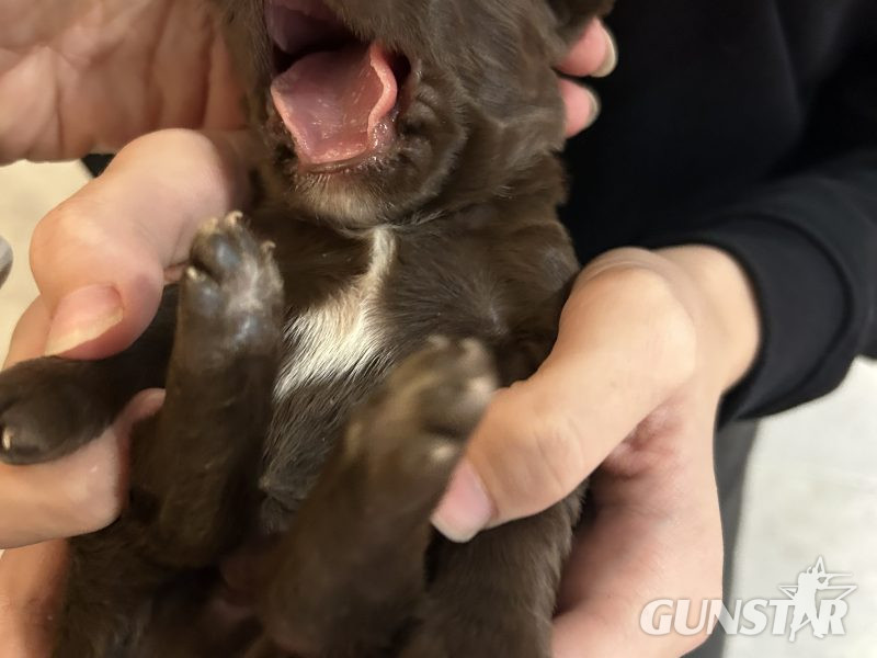 4 chocolate brown working sprocker pups for sale.