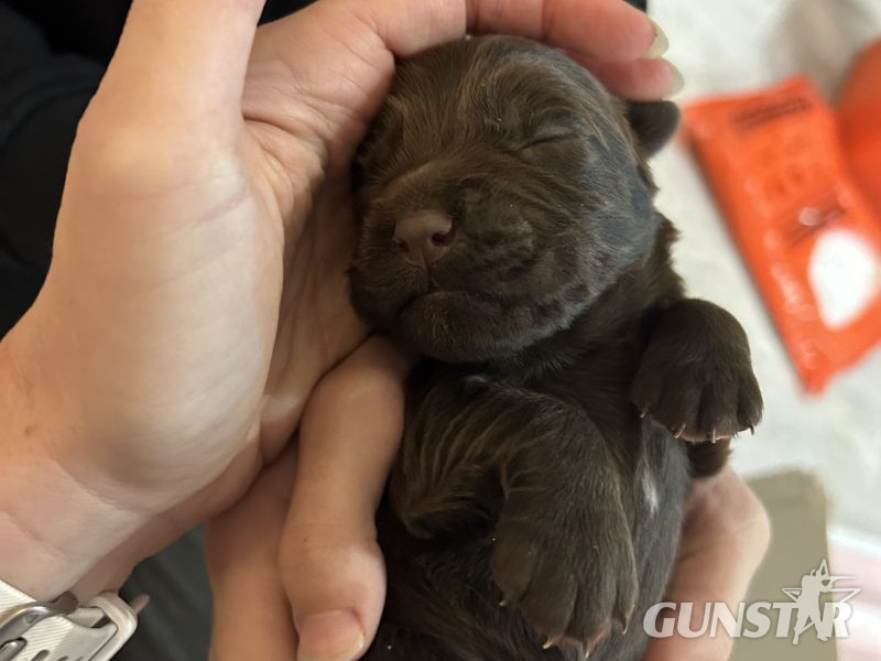 4 chocolate brown working sprocker pups for sale. - {CATEGORY} in 