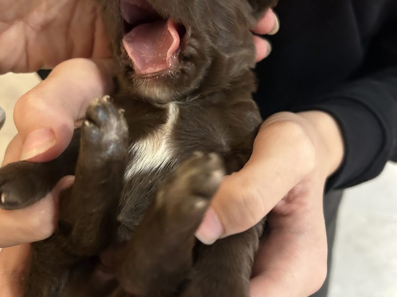 4 chocolate brown working sprocker pups for sale.