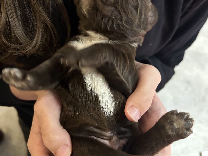  4 chocolate brown working sprocker pups for sale.