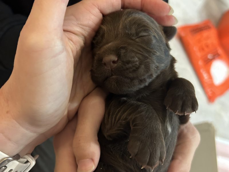 4 chocolate brown working sprocker pups for sale. - {CATEGORY} in 