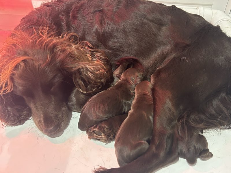 4 chocolate brown working sprocker pups for sale. - {CATEGORY}