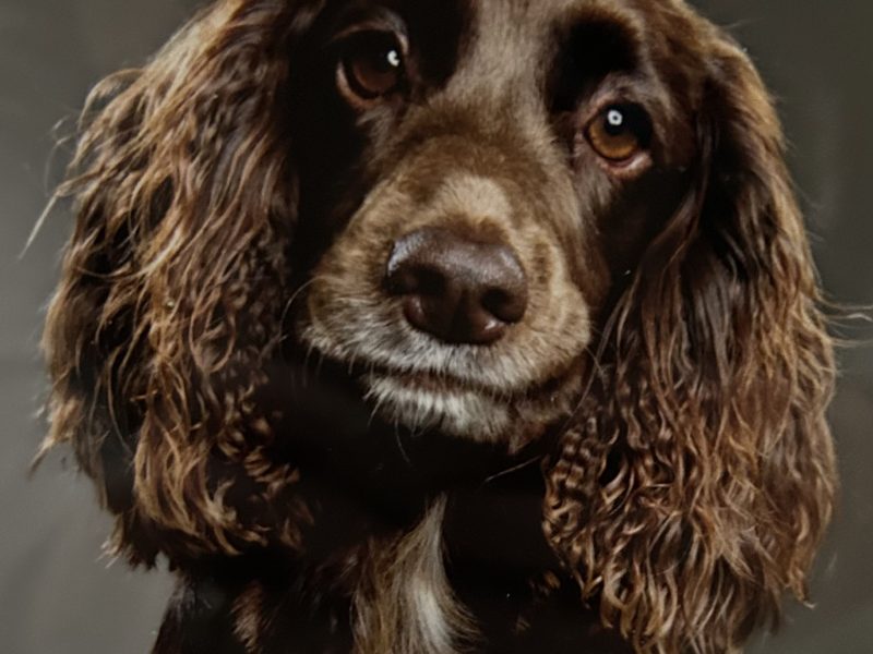 4 chocolate brown working sprocker pups for sale. 