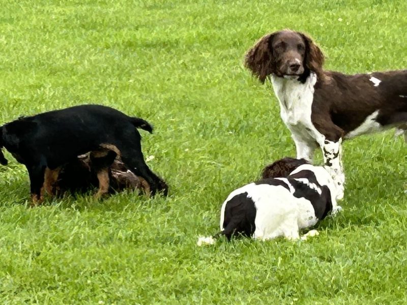{CATEGORY} - 4 chocolate brown working sprocker pups for sale. in 