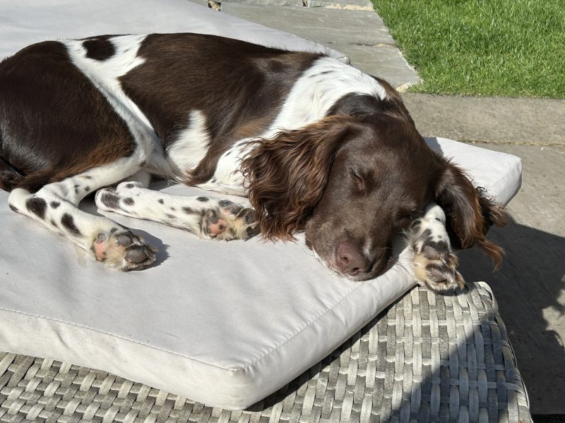 {CATEGORY} - 4 chocolate brown working sprocker pups for sale.