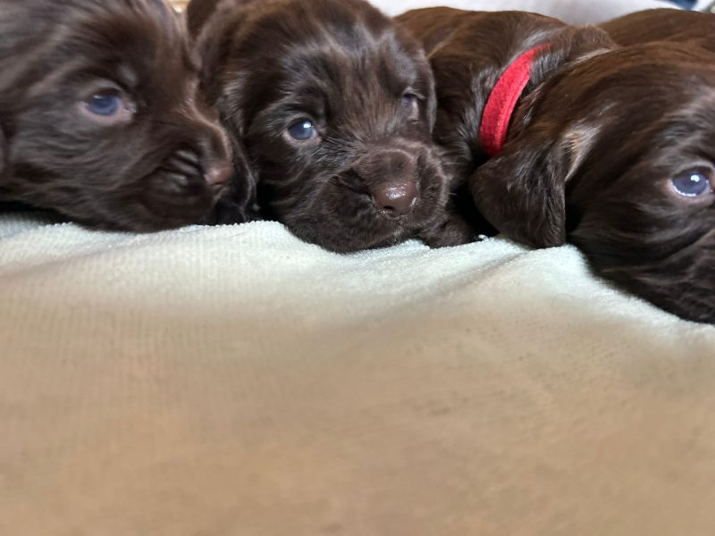 Well bred KC working cockers - {CATEGORY}