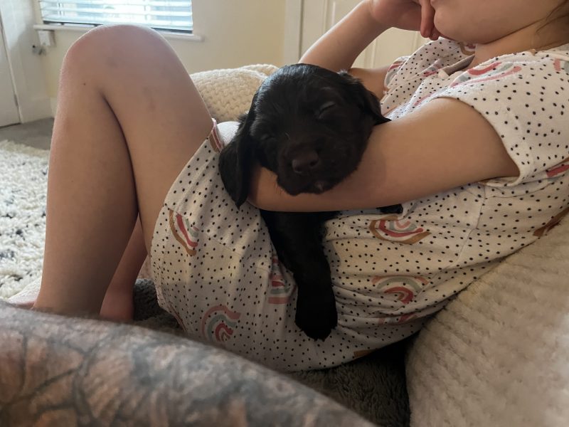 {CATEGORY} - Well bred KC working cockers
