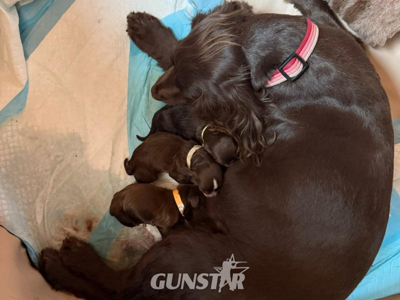  3/4 Docked Sprocker Spaniel Pups - Established Working Lines