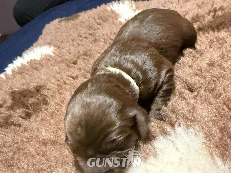 {CATEGORY} - 3/4 Docked Sprocker Spaniel Pups - Established Working Lines