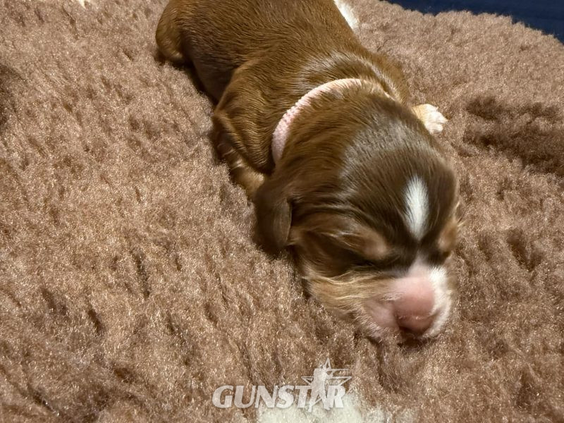 3/4 Docked Sprocker Spaniel Pups - Established Working Lines - {CATEGORY} in 