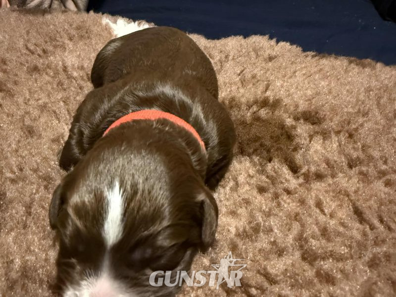 3/4 Docked Sprocker Spaniel Pups - Established Working Lines - {CATEGORY}