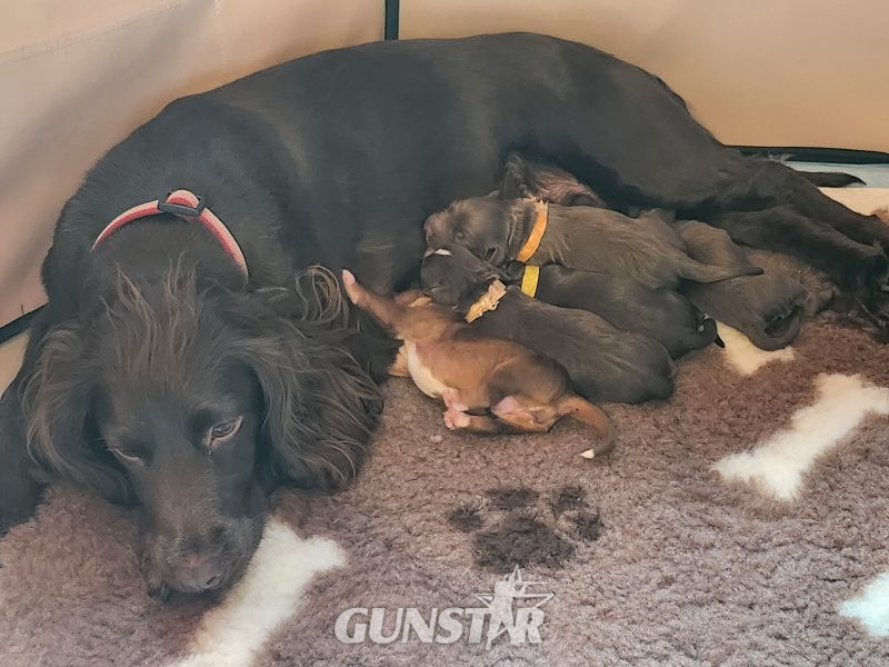 3/4 Docked Sprocker Spaniel Pups - Established Working Lines