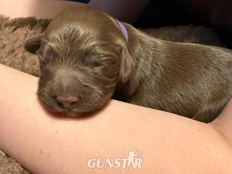3/4 Docked Sprocker Spaniel Pups - Established Working Lines 