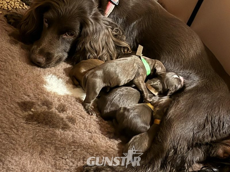 3/4 Docked Sprocker Spaniel Pups - Established Working Lines in 