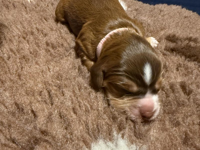 3/4 Docked Sprocker Spaniel Pups - Established Working Lines - {CATEGORY} in 