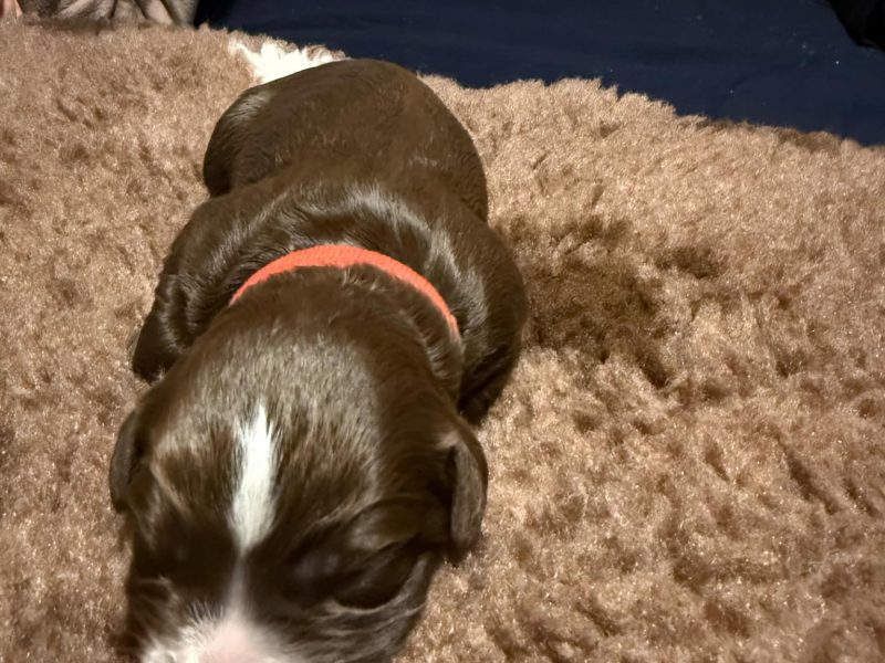 3/4 Docked Sprocker Spaniel Pups - Established Working Lines - {CATEGORY}