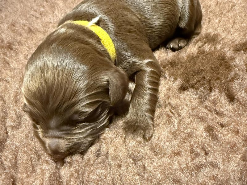 {CATEGORY} - 3/4 Docked Sprocker Spaniel Pups - Established Working Lines in 