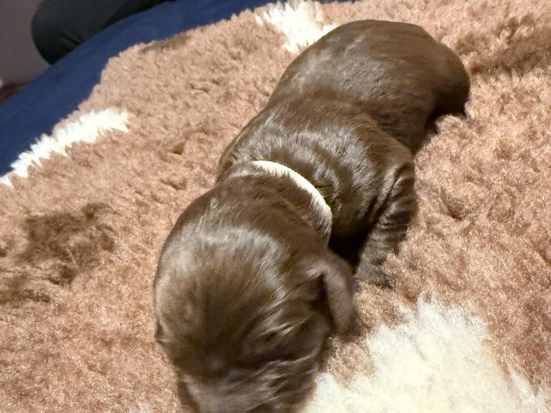 {CATEGORY} - 3/4 Docked Sprocker Spaniel Pups - Established Working Lines