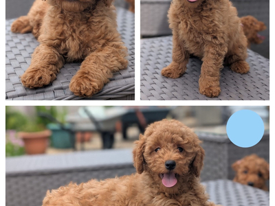 Adorable F1b Cavapoos