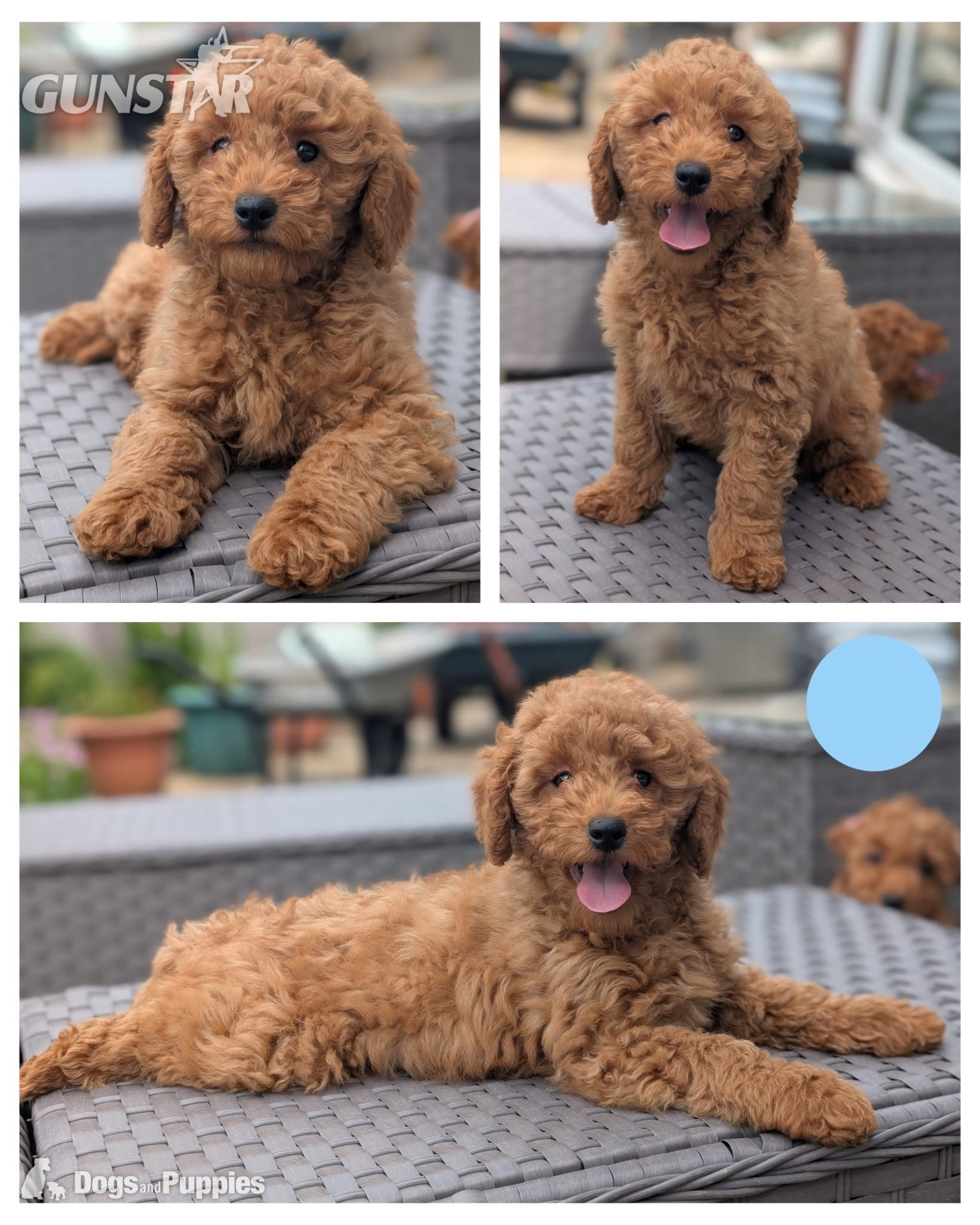 Adorable F1b Cavapoos in 