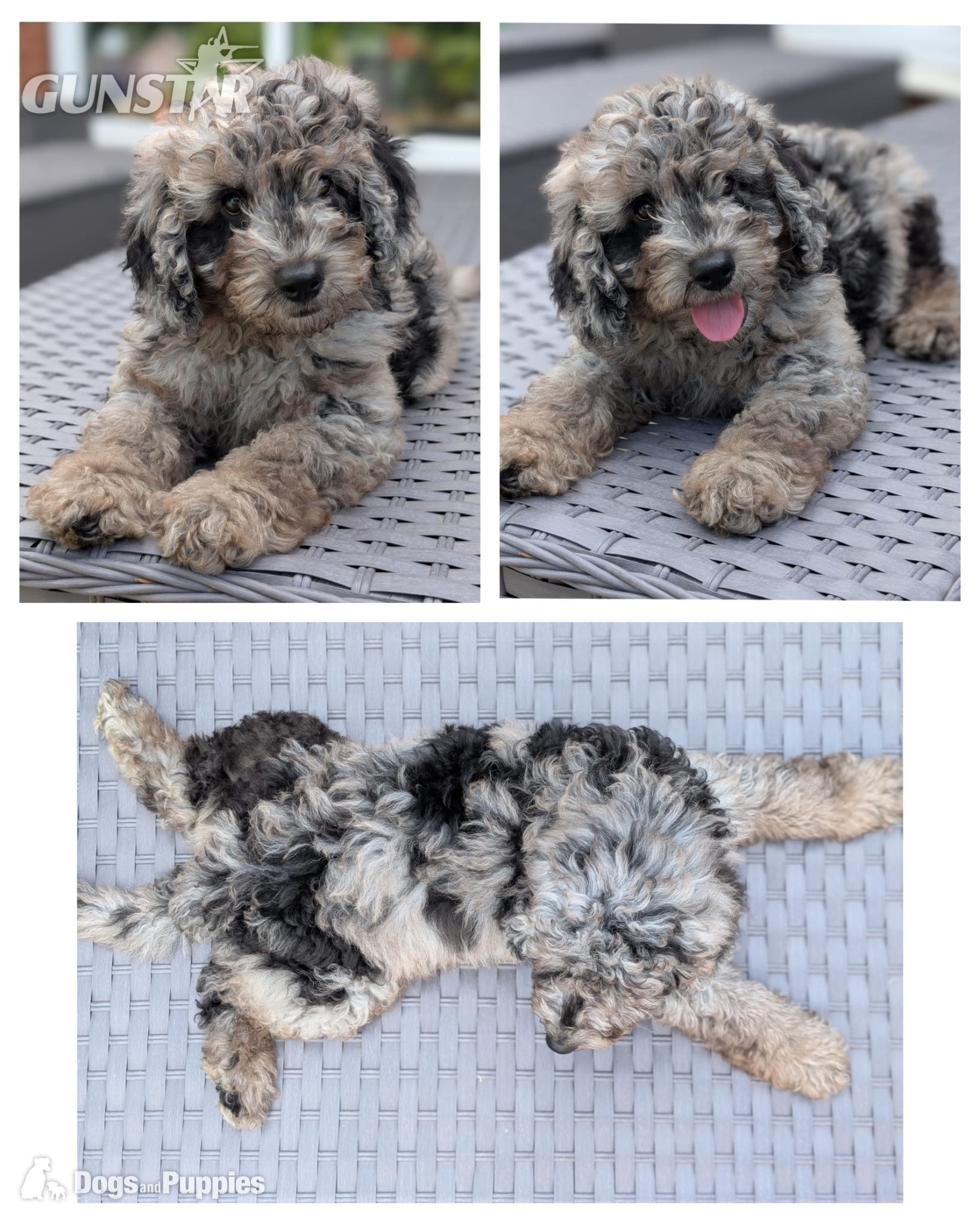 Adorable F1b Cavapoos