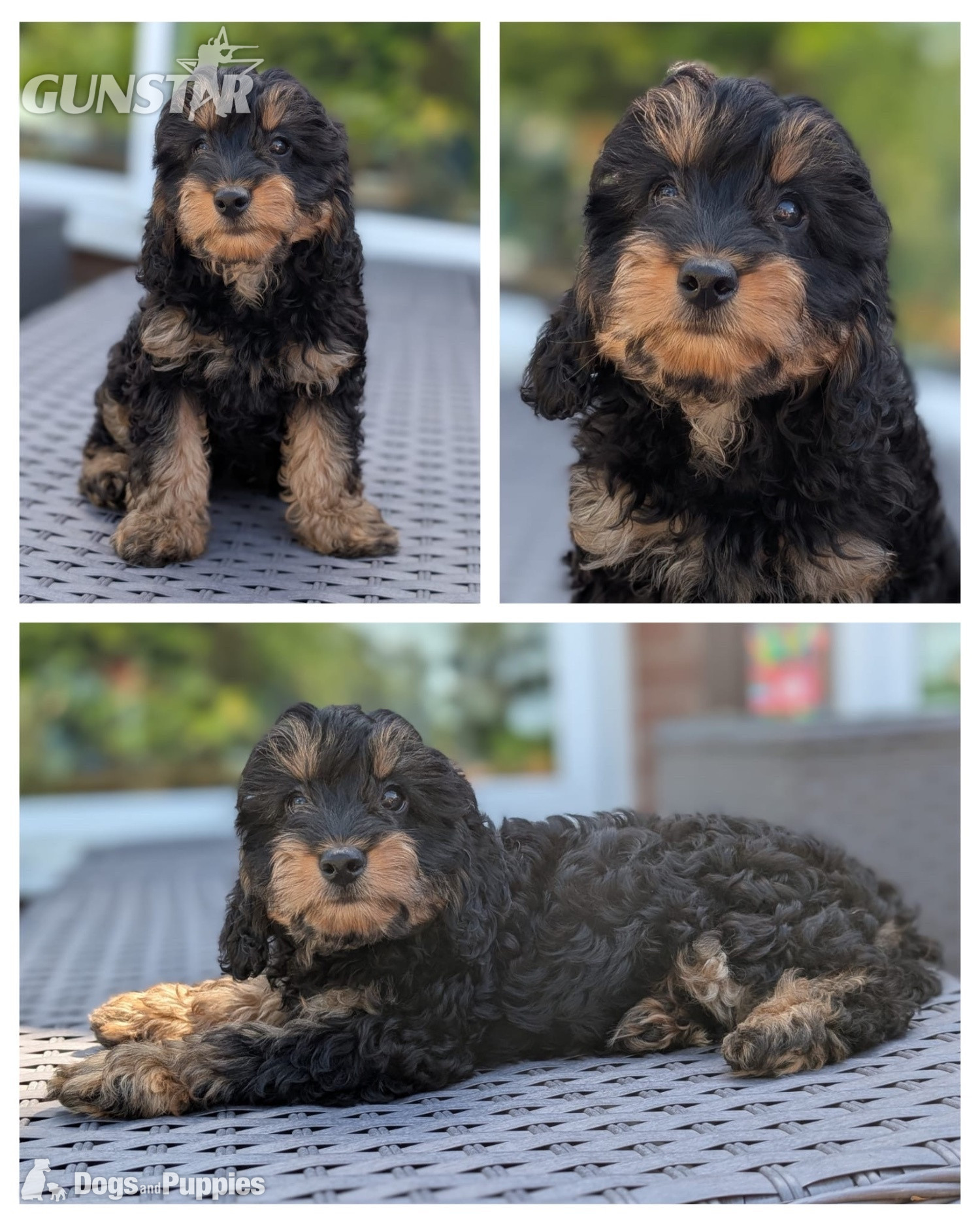  Adorable F1b Cavapoos