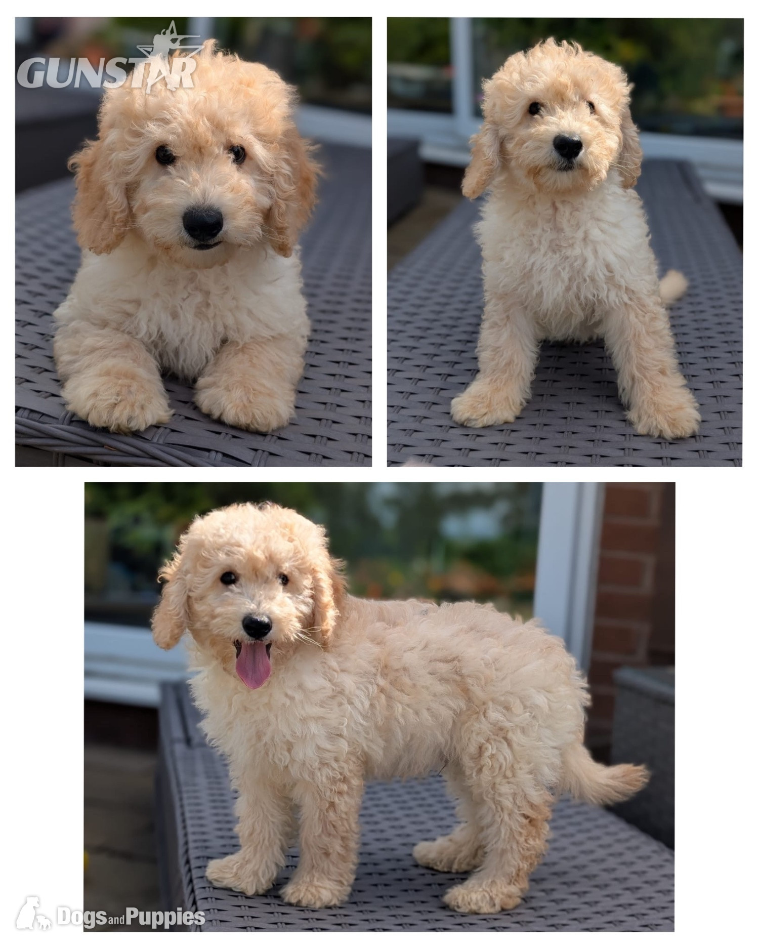 Adorable F1b Cavapoos - {CATEGORY} in 