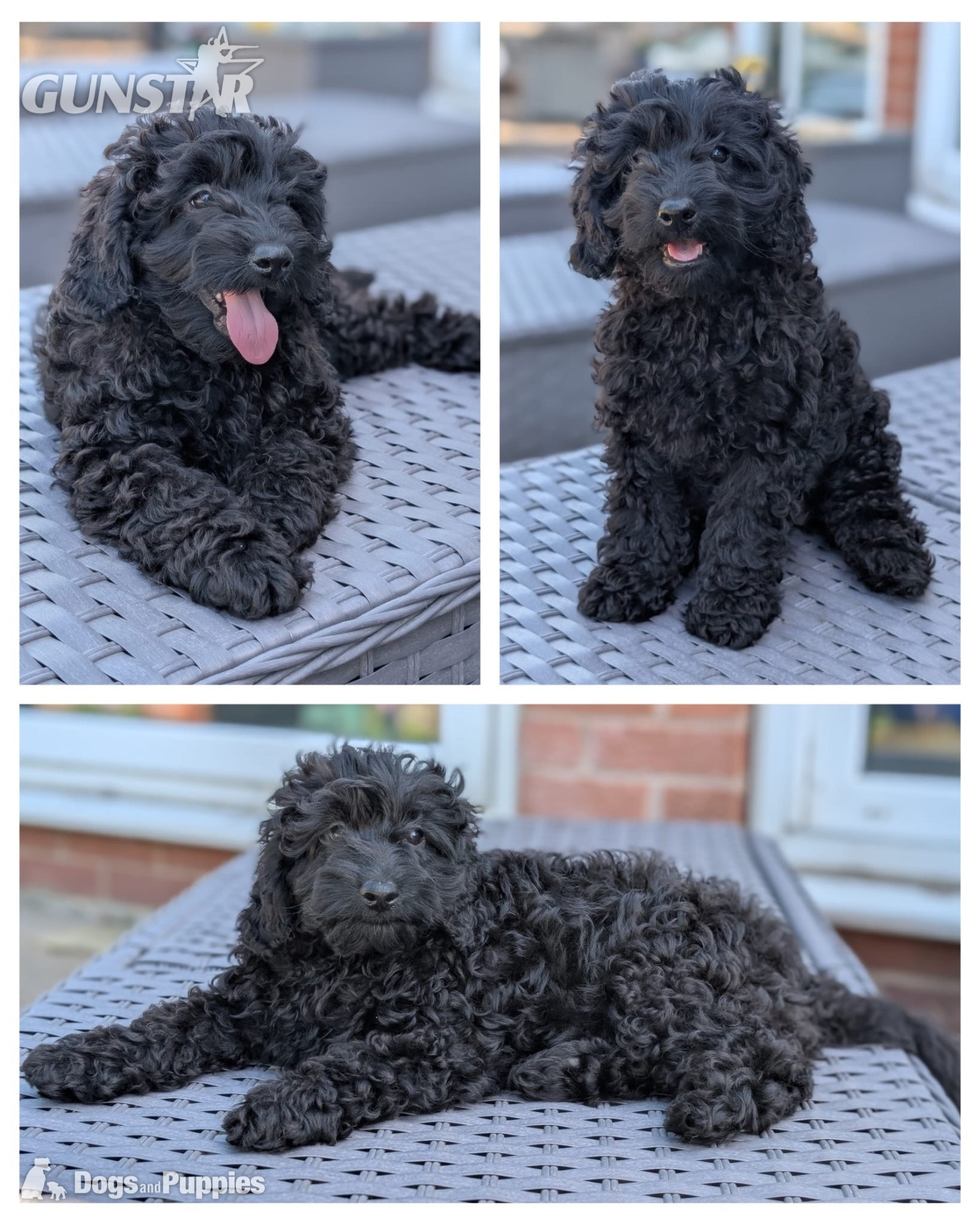 Adorable F1b Cavapoos - {CATEGORY}