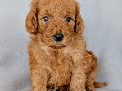 Gorgeous F1b Cockapoo puppies