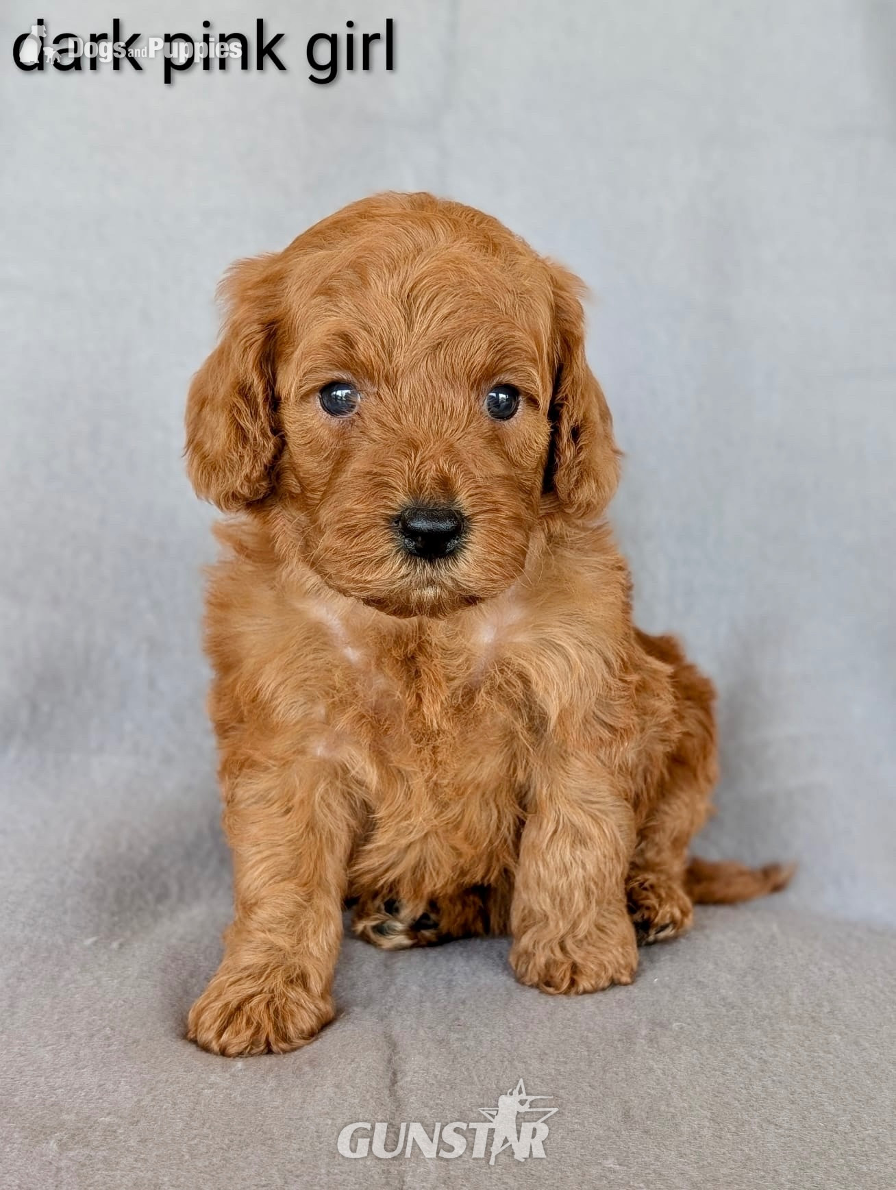 Gorgeous F1b Cockapoo puppies in 