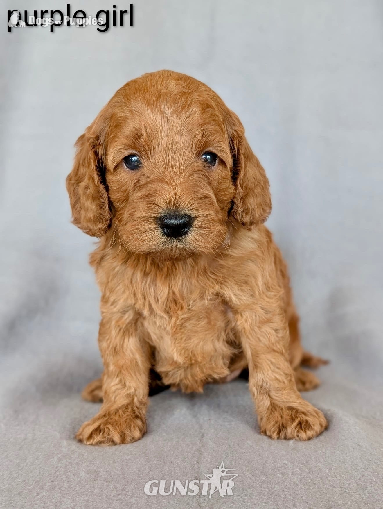 Gorgeous F1b Cockapoo puppies
