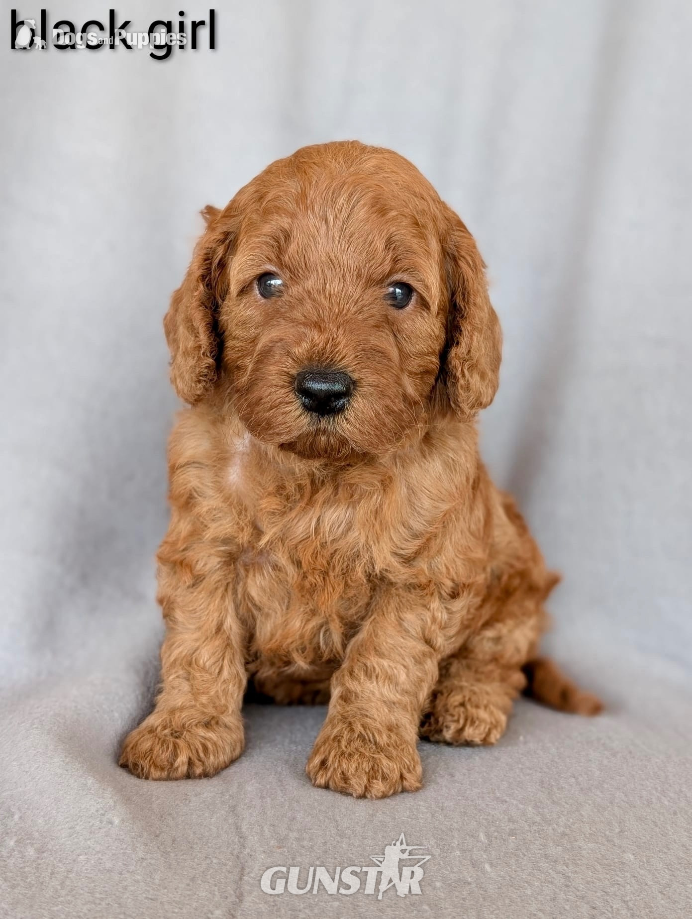  Gorgeous F1b Cockapoo puppies