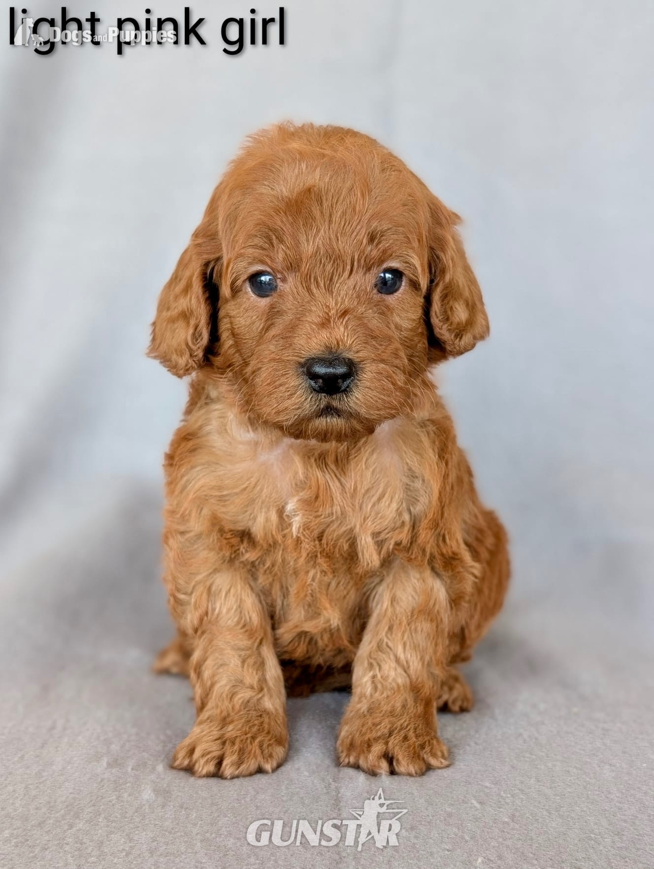 Gorgeous F1b Cockapoo puppies - {CATEGORY} in 