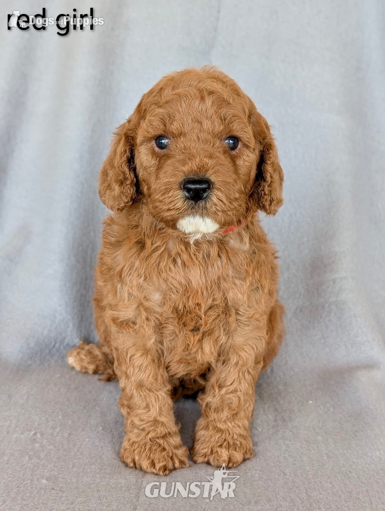 Gorgeous F1b Cockapoo puppies - {CATEGORY}