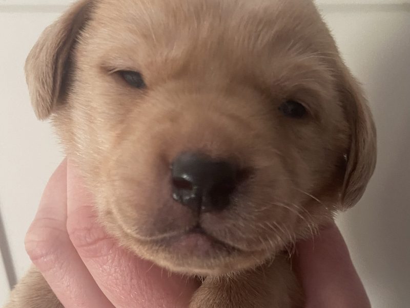 Well breed Labrador puppies