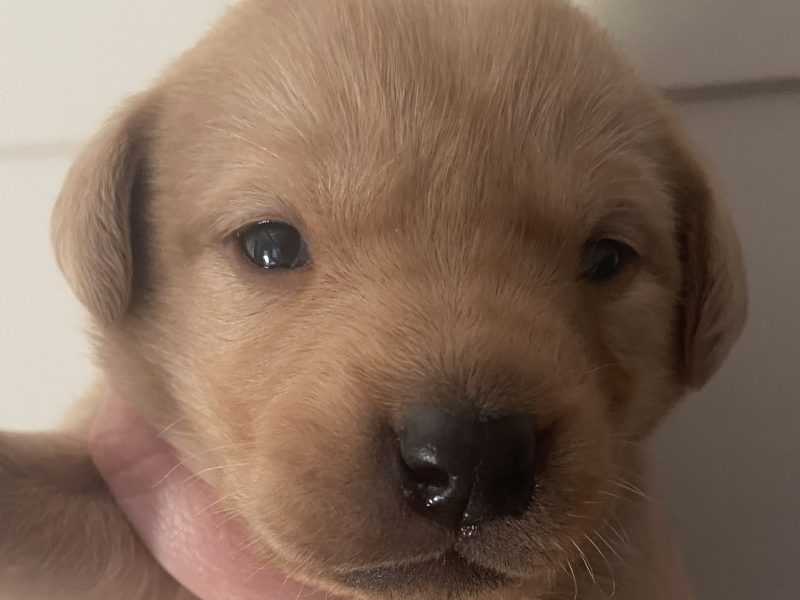 Well breed Labrador puppies - {CATEGORY} in 