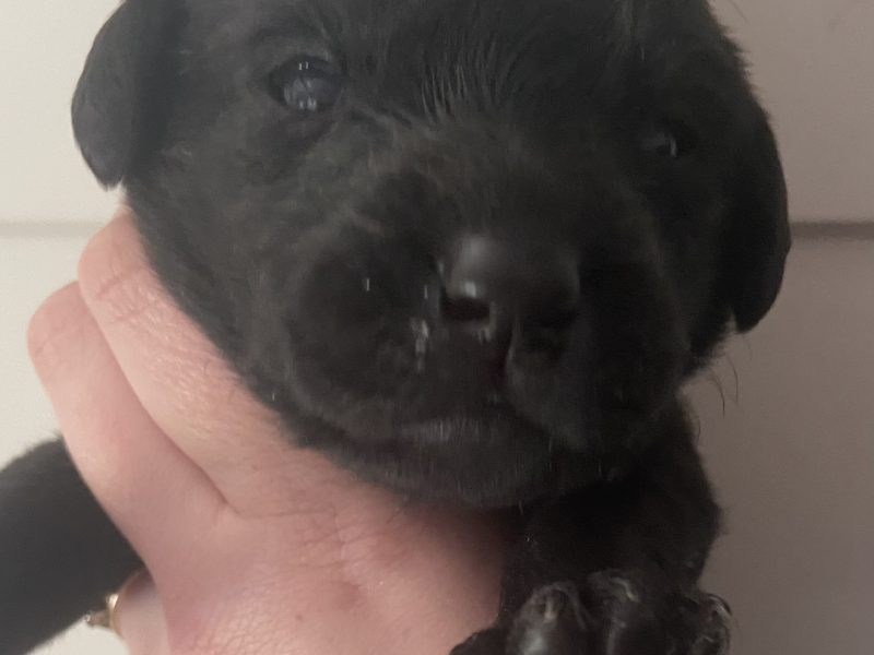 Well breed Labrador puppies - {CATEGORY}