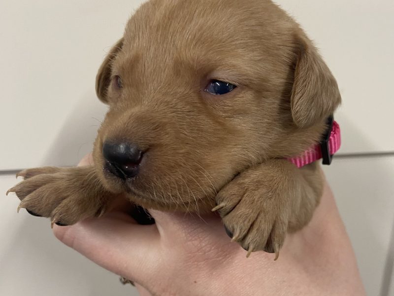 {CATEGORY} - Well breed Labrador puppies in 